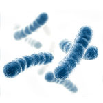 bacillus spore