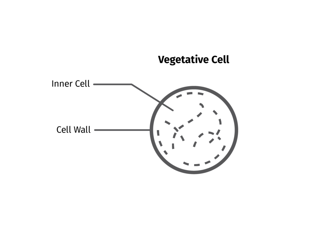 Illustration of Vegetative Cell