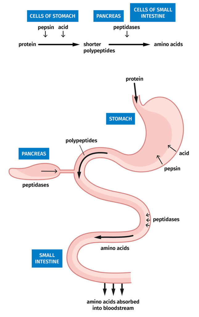 What is Protein Absorption, and How is it Beneficial? BC30